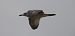 Caspian Gull  - Jarosław Słowikowski