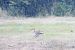 Eurasian Curlew  - Łukasz Krawczyk