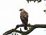 Long-legged Buzzard 