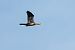 Pygmy Cormorant  - Grzegorz Błachuta