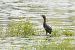 Pygmy Cormorant  - Grzegorz Błachuta