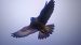 Peregrine Falcon  - Piotr Janowicz