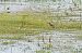 Curlew Sandpiper 