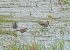 Curlew Sandpiper 