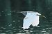 Squacco Heron  - Artur Mikrut