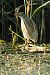 Squacco Heron  - Artur Mikrut