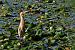 Little Bittern  - Krzysztof Czajowski