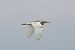 Squacco Heron  - Szymon Kulesza