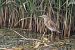 Squacco Heron  - Szymon Kulesza