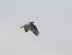 Long-legged Buzzard  - Mirosław Nowicki