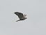 Long-legged Buzzard  - Mirosław Nowicki