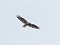 Long-legged Buzzard  - Mirosław Nowicki