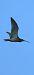 Eurasian Curlew  - Adam Grabowski