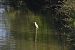 Black-crowned Night Heron  - Wojciech Kowalski