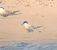 Arctic Tern  - Marcin Ptak