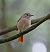 Common Redstart  - Damian Mikulski