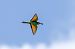 European Bee-eater  - Damian Mikulski