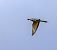 European Bee-eater  - Damian Mikulski