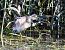Squacco Heron  - Damian Mikulski