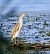 Squacco Heron  - Damian Mikulski
