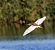Squacco Heron  - Damian Mikulski