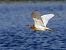 Squacco Heron  - Damian Mikulski