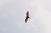Long-legged Buzzard  - Monika Kolodziej
