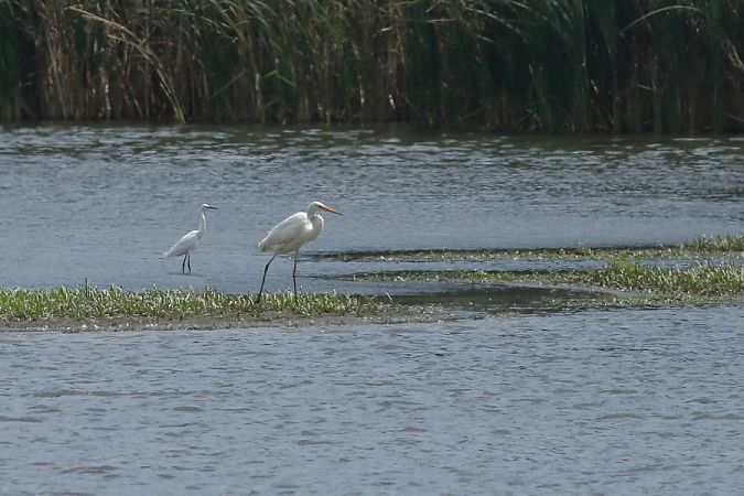 Aigrette garzette  - Grzegorz Burkowski