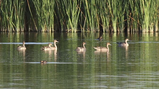 Canard pilet  - Grzegorz Kaczorowski