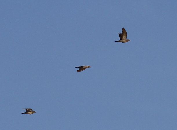 Hohltaube  - Grzegorz Kaczorowski