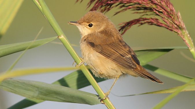 Common Reed Warbler  - Grzegorz Kaczorowski