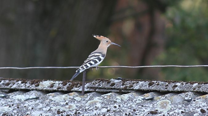 dudek  - Grzegorz Kaczorowski