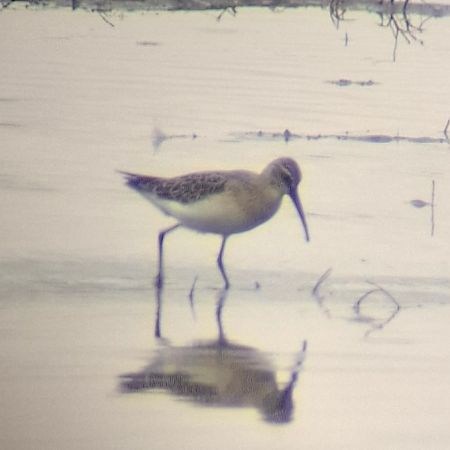 Curlew Sandpiper  - Grzegorz Kaczorowski