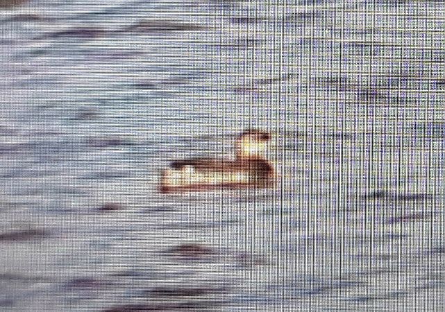 Ohrentaucher  - Tymoteusz Mazurkiewicz