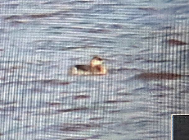 Grèbe esclavon  - Tymoteusz Mazurkiewicz