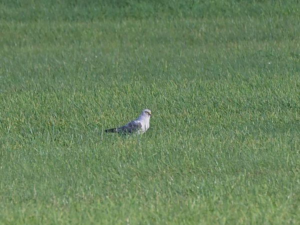Pallid Harrier  - Waldemar Michalak