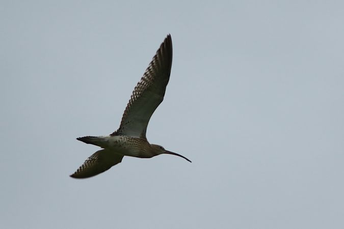 Grosser Brachvogel  - Sebastian Watras