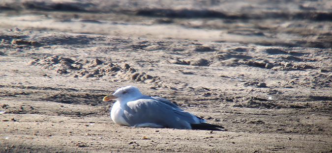 Mittelmeermöwe  - Sebastian Watras