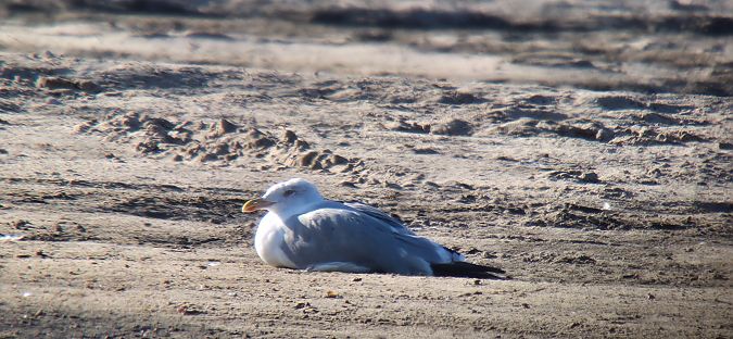mewa romańska  - Sebastian Watras