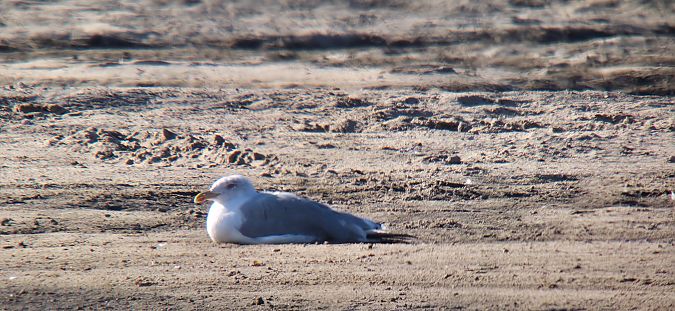 mewa romańska  - Sebastian Watras