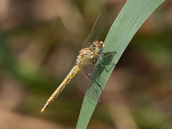 szablak wędrowny  - Katarzyna Matusik