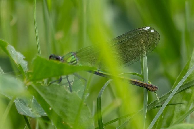 Banded Demoiselle  - Katarzyna Matusik