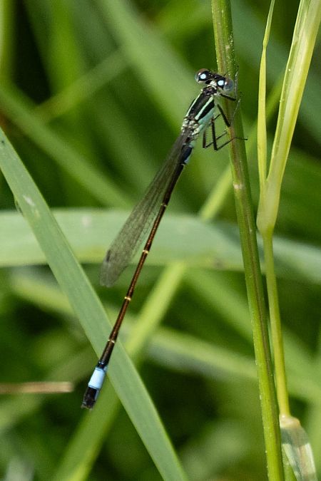 Große Pechlibelle  - Katarzyna Matusik