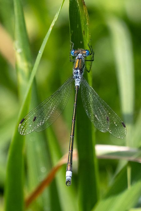 Common Spreadwing  - Katarzyna Matusik
