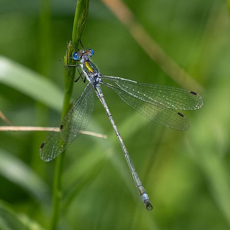 Leste fiancé  - Katarzyna Matusik