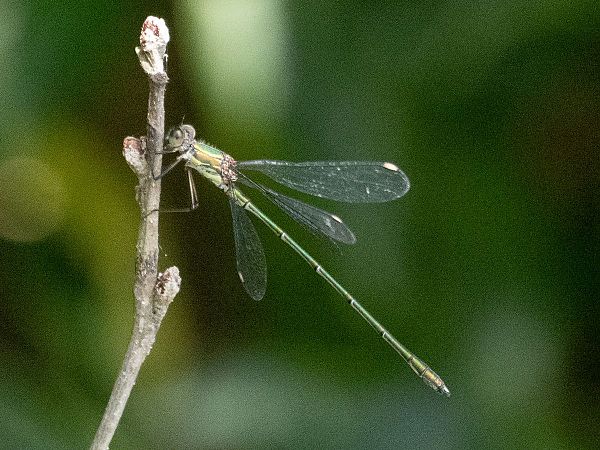 Leste vert  - Katarzyna Matusik