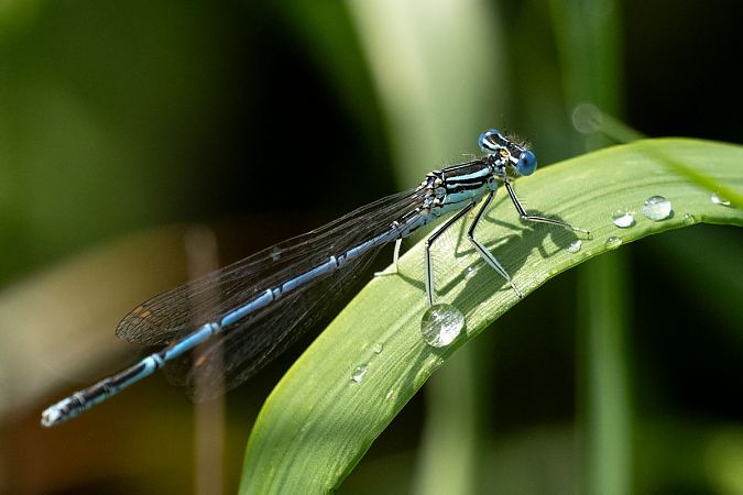 pióronóg zwykły  - Katarzyna Matusik