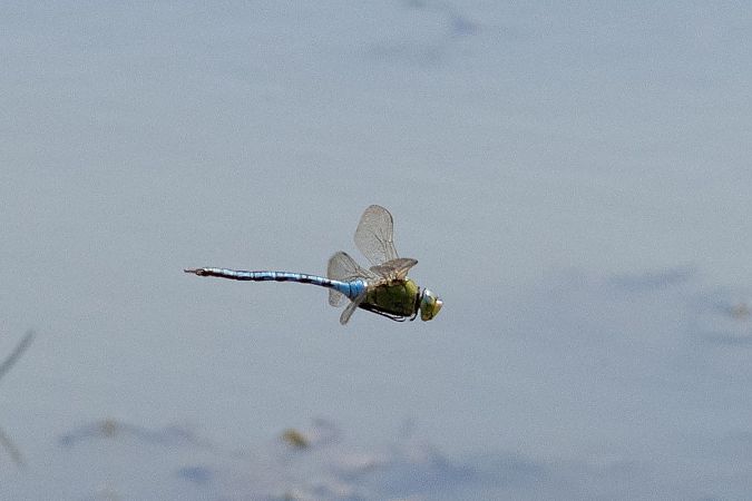 husarz władca  - Katarzyna Matusik