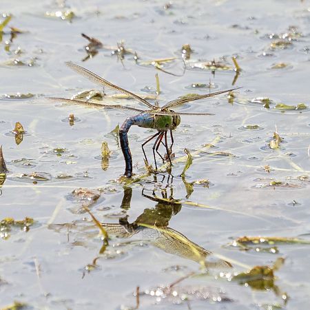 Blue Emperor  - Katarzyna Matusik