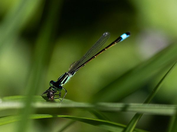 Common Bluetail  - Katarzyna Matusik